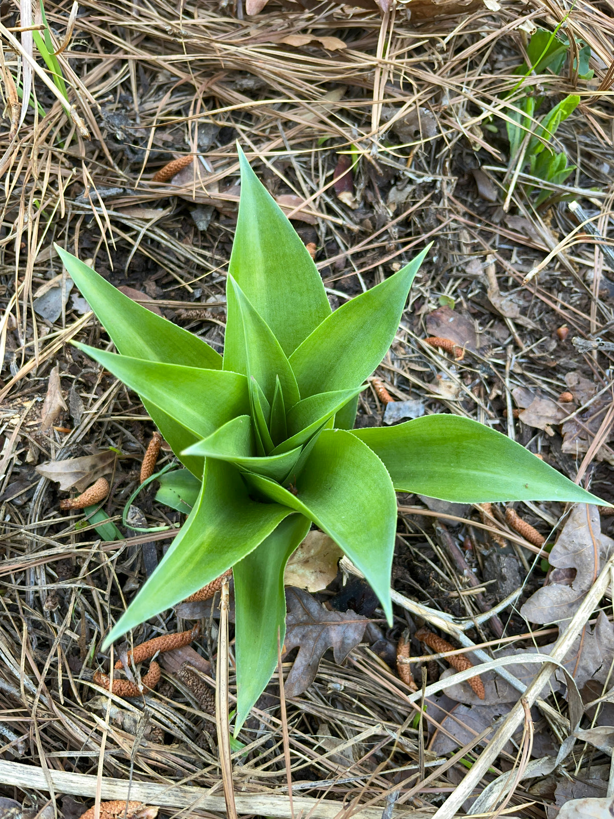 Manfreda virginica