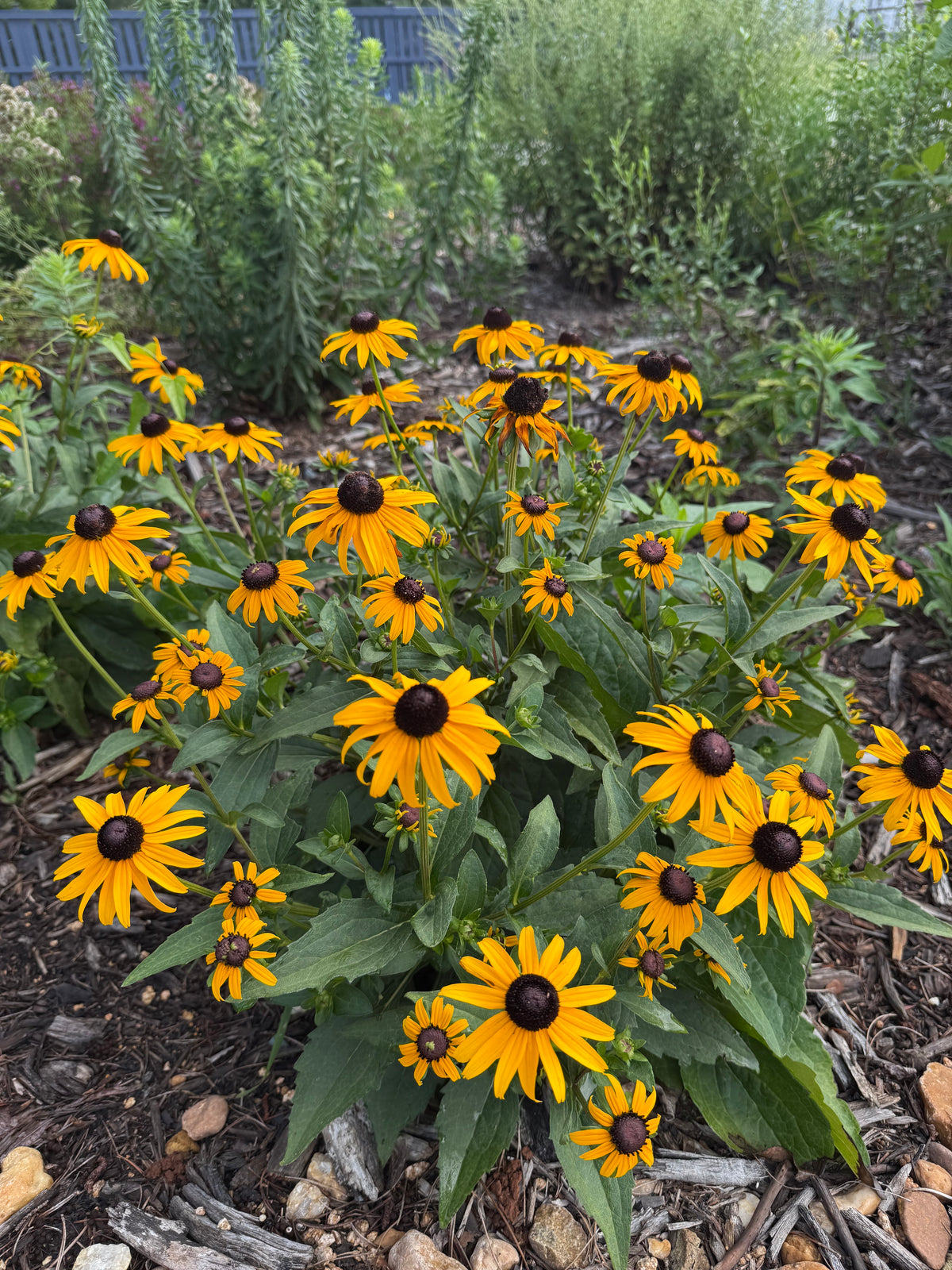 Rudbeckia fulgida var. sullivantii 'Goldsturm'