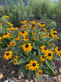 Rudbeckia fulgida var. sullivantii 'Goldsturm'