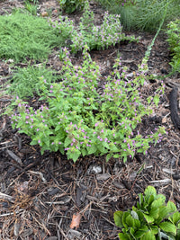 Clinopodium vulgare