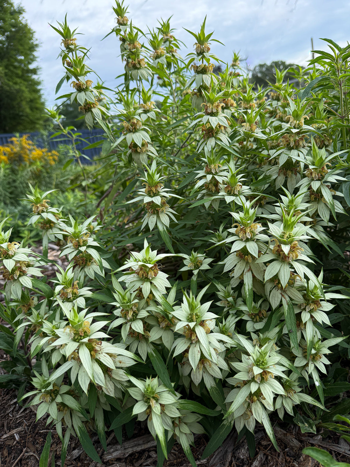 Monarda punctata