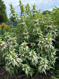 Monarda punctata