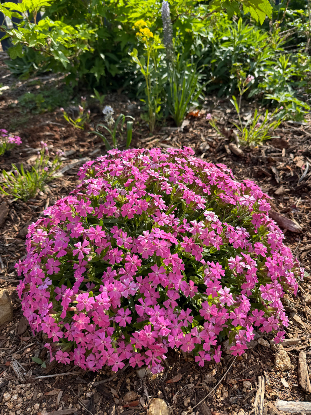 Silene caroliniana
