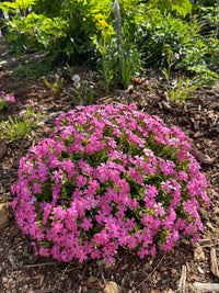 Silene caroliniana