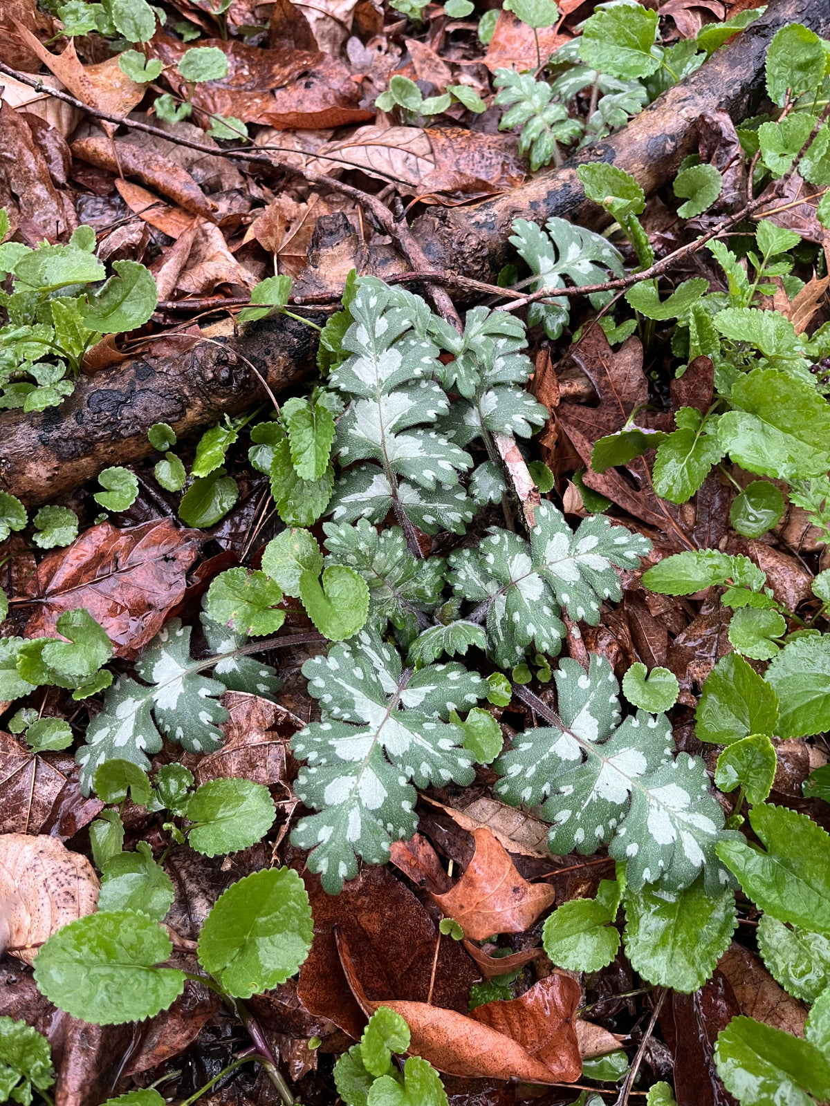 Hydrophyllum macrophyllum