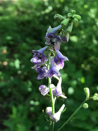 Delphinium exaltatum