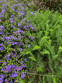 Symphyotrichum oblongifolium