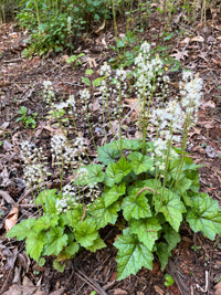 Tiarella cordifolia 'Running Tapestry'