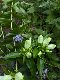 Gentiana flavida