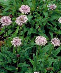 Marshallia grandiflora