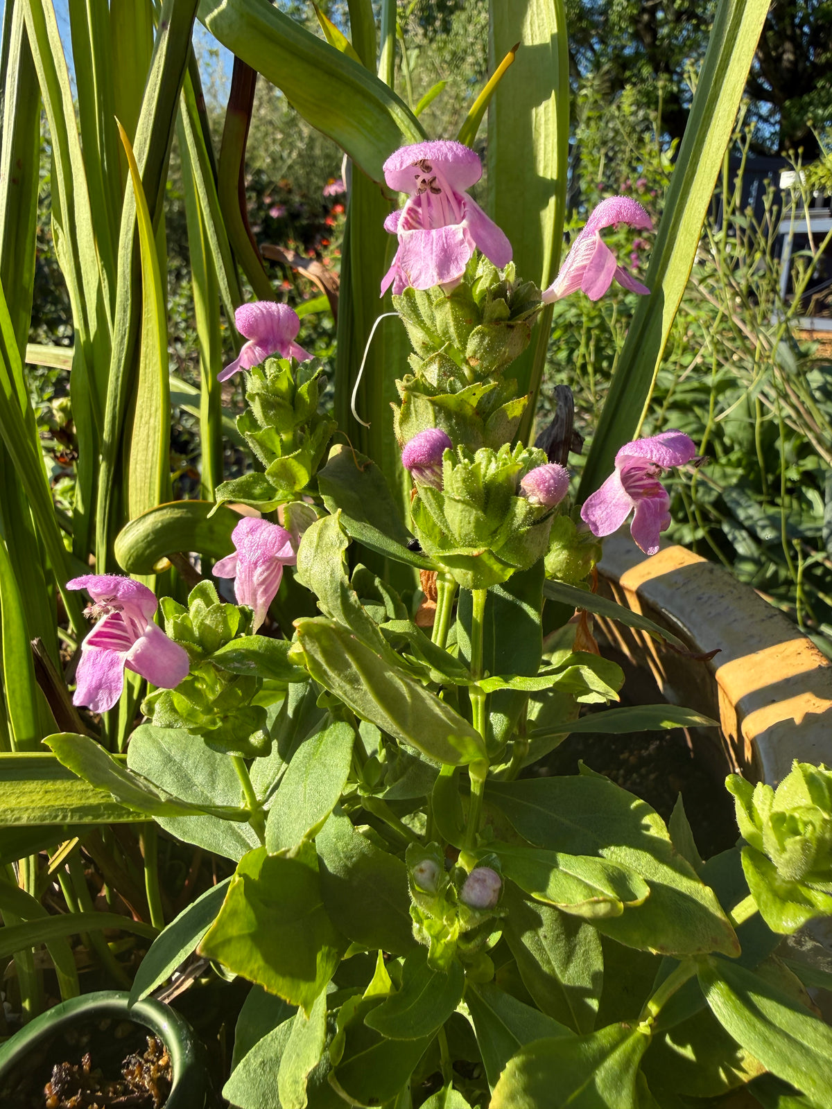 Macbridea caroliniana