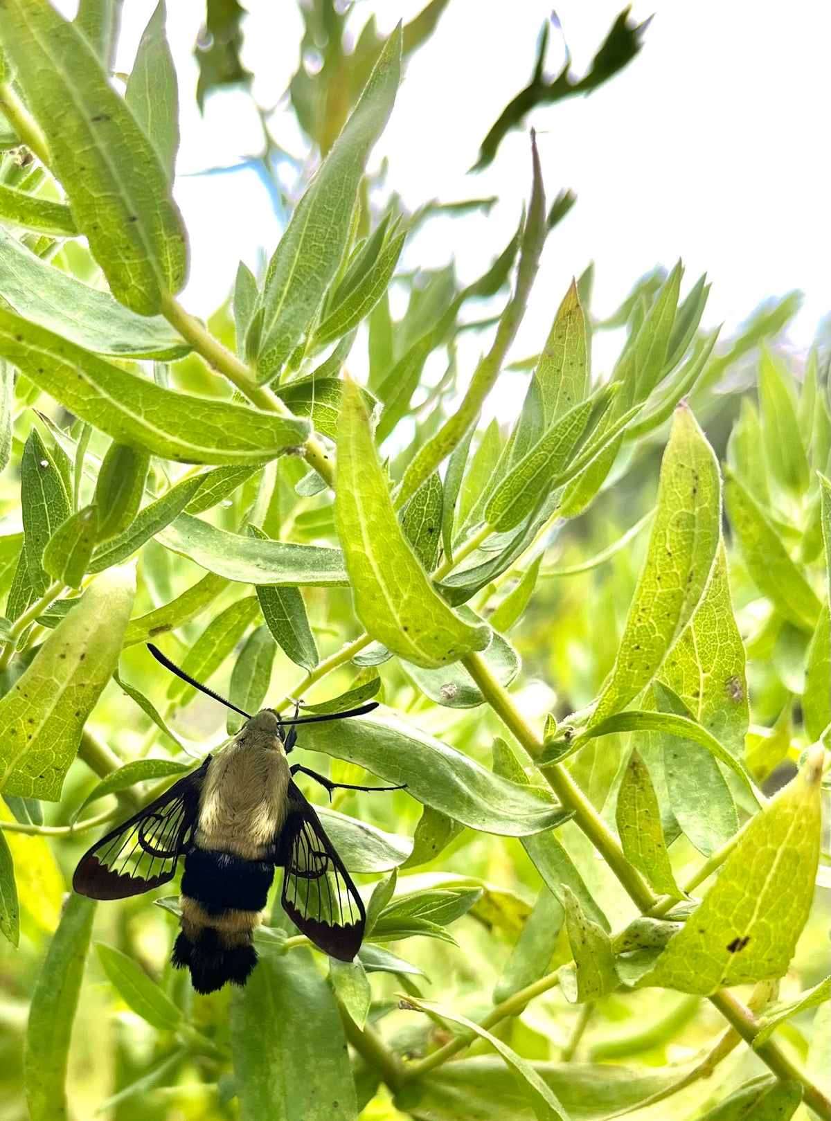 Lonicera sempervirens