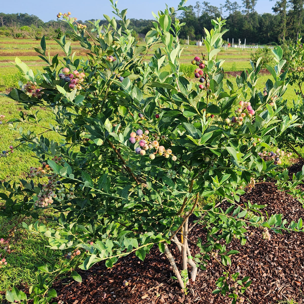 Vaccinium ashei “Premier & Climax”