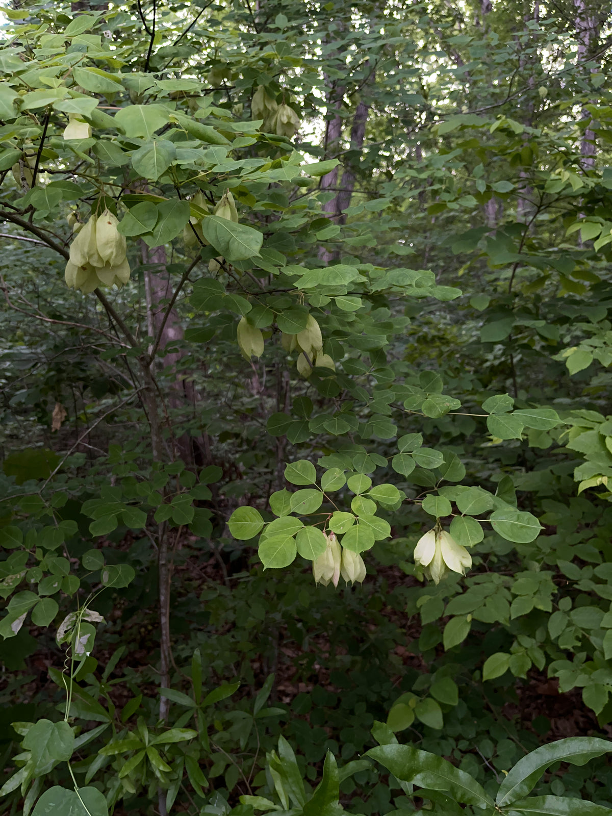 Staphylea trifolia