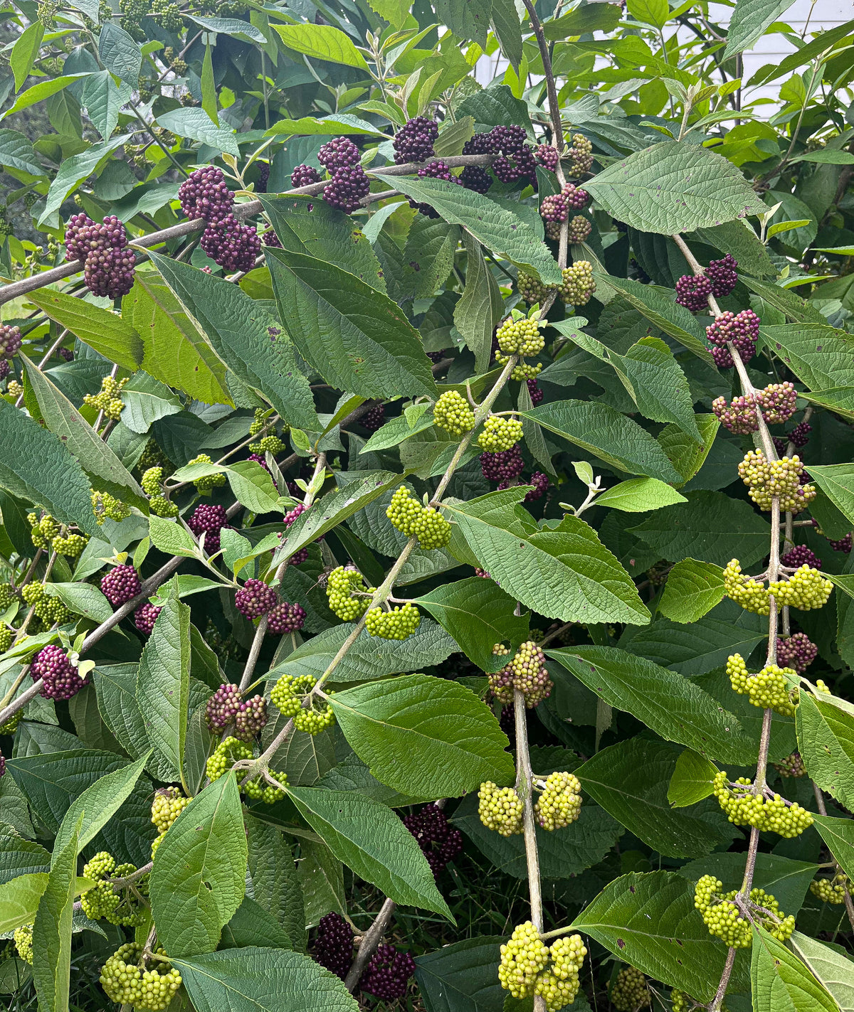 Callicarpa americana