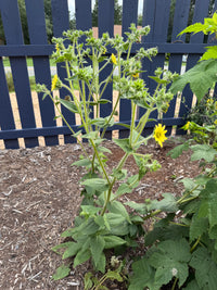 Silphium mohrii