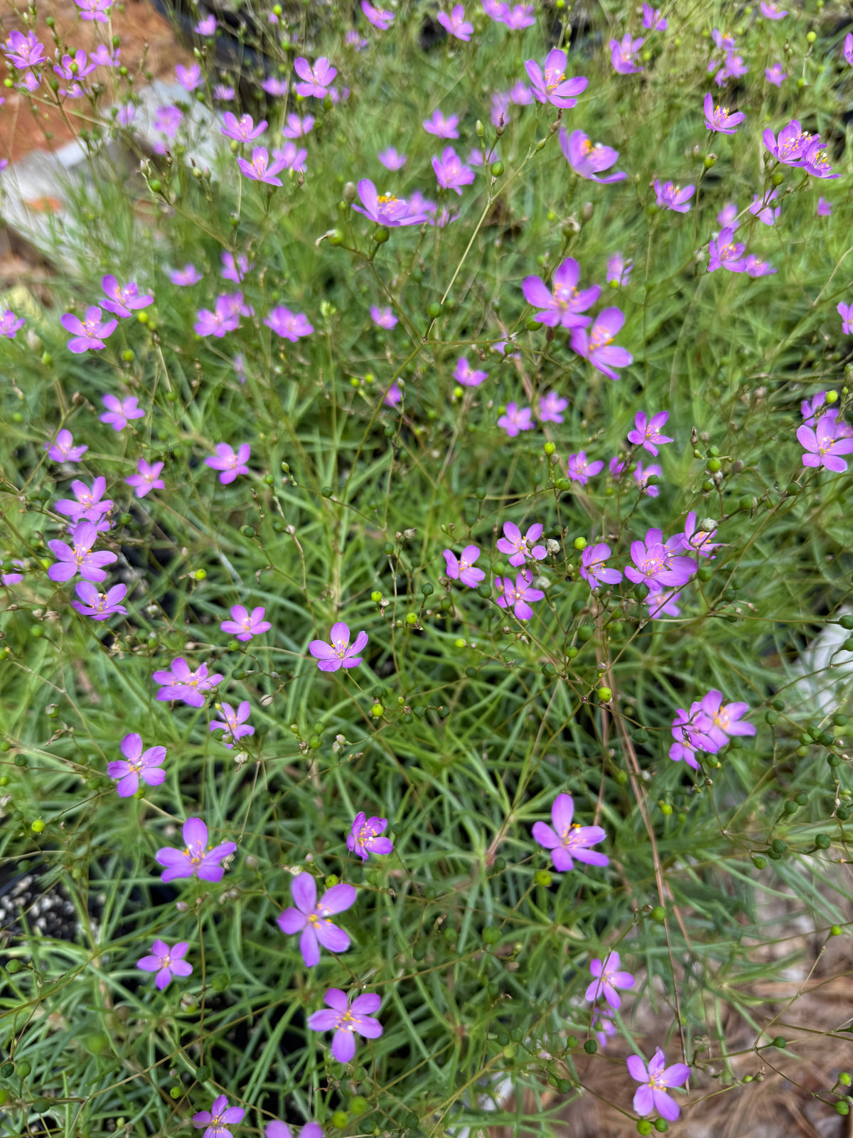 Phemeranthus teretifolius