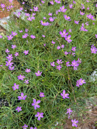 Phemeranthus teretifolius