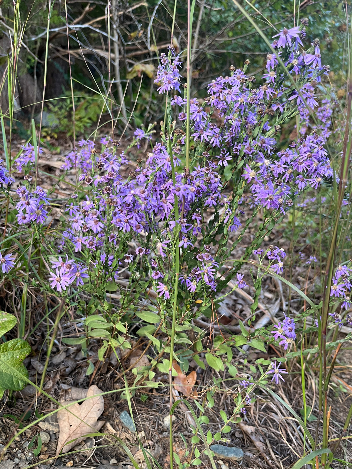 Symphyotrichum concolor