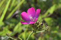 Callirhoe triangulata