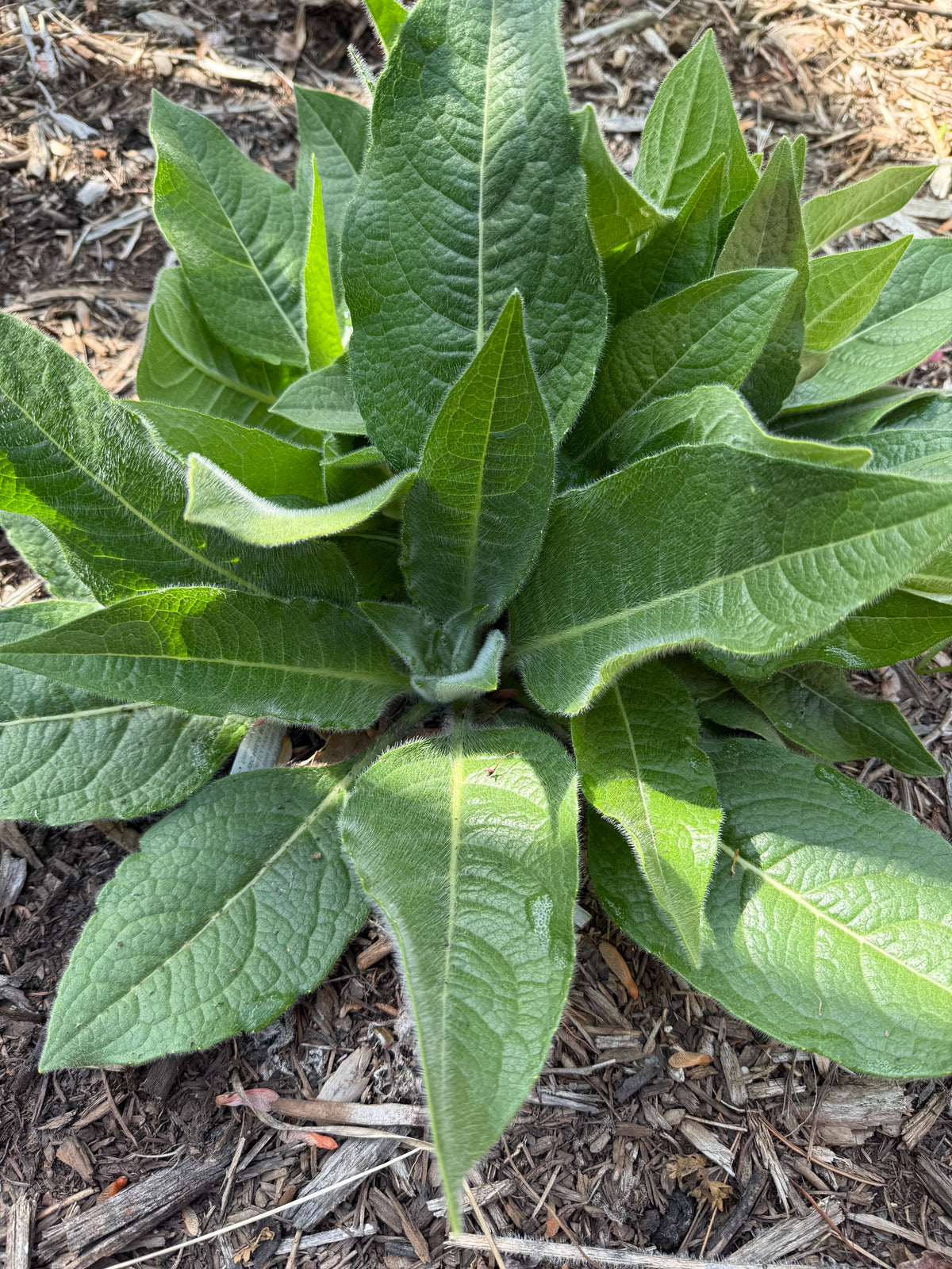 Silphium mohrii