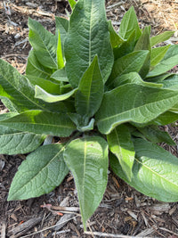 Silphium mohrii
