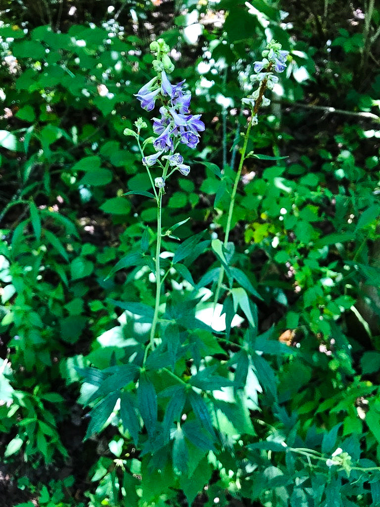 Delphinium exaltatum