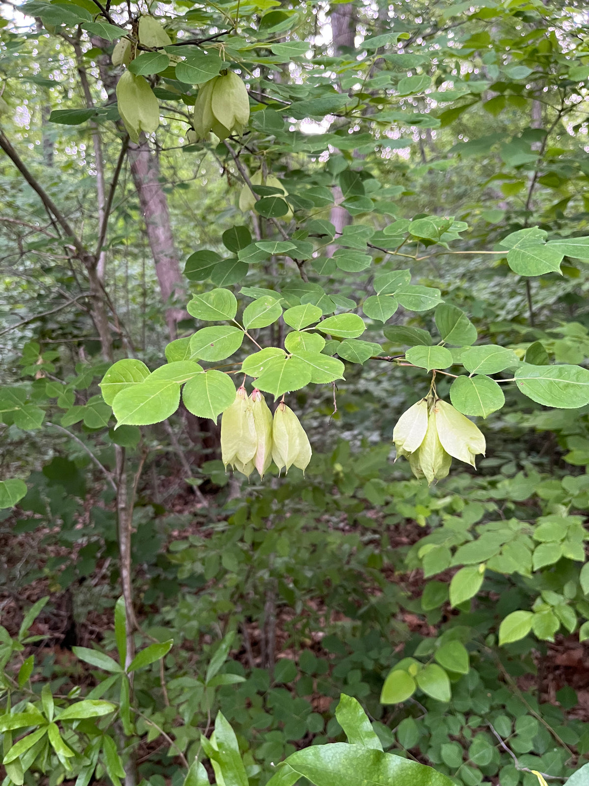 Staphylea trifolia