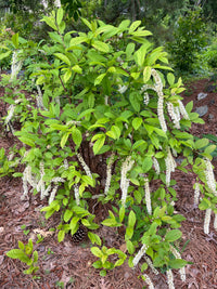 Itea virginica