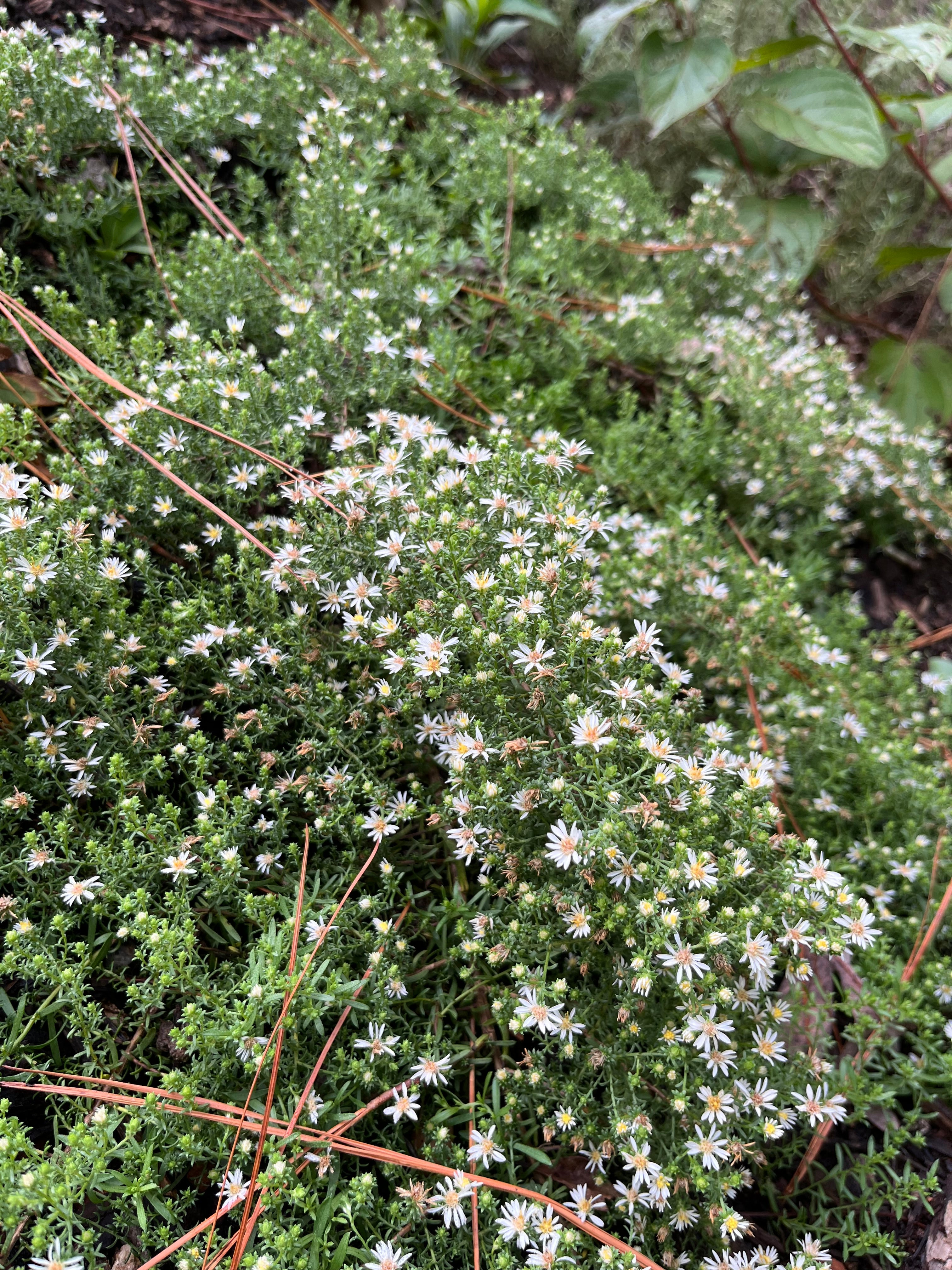 Symphyotrichum ericoides 'Snow Flurry' – Flower of Carolina
