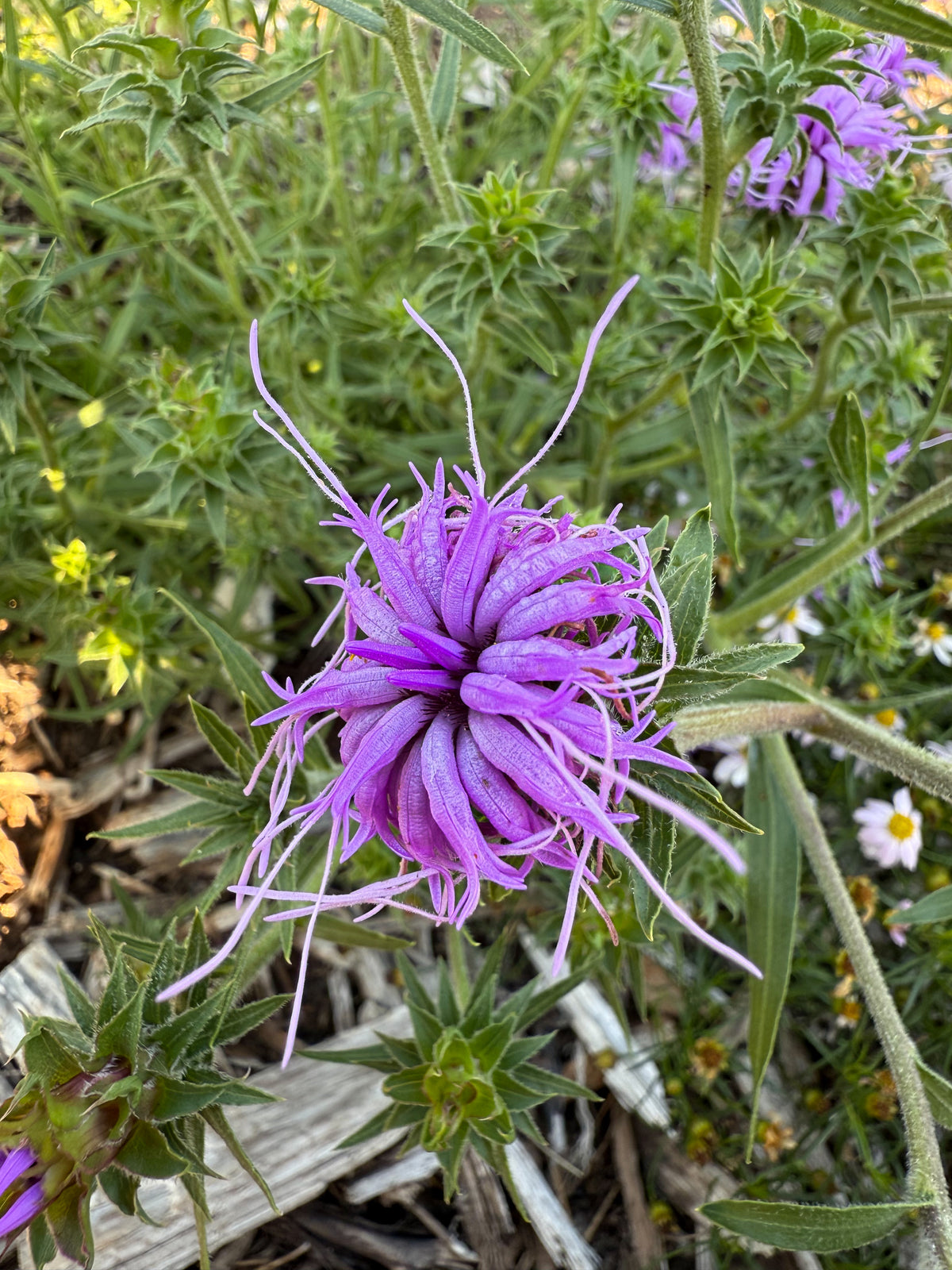 Liatris squarrosa