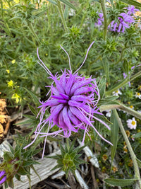 Liatris squarrosa