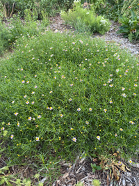 Coreopsis rosea
