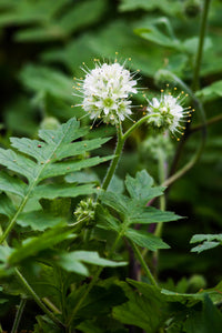 Hydrophyllum macrophyllum