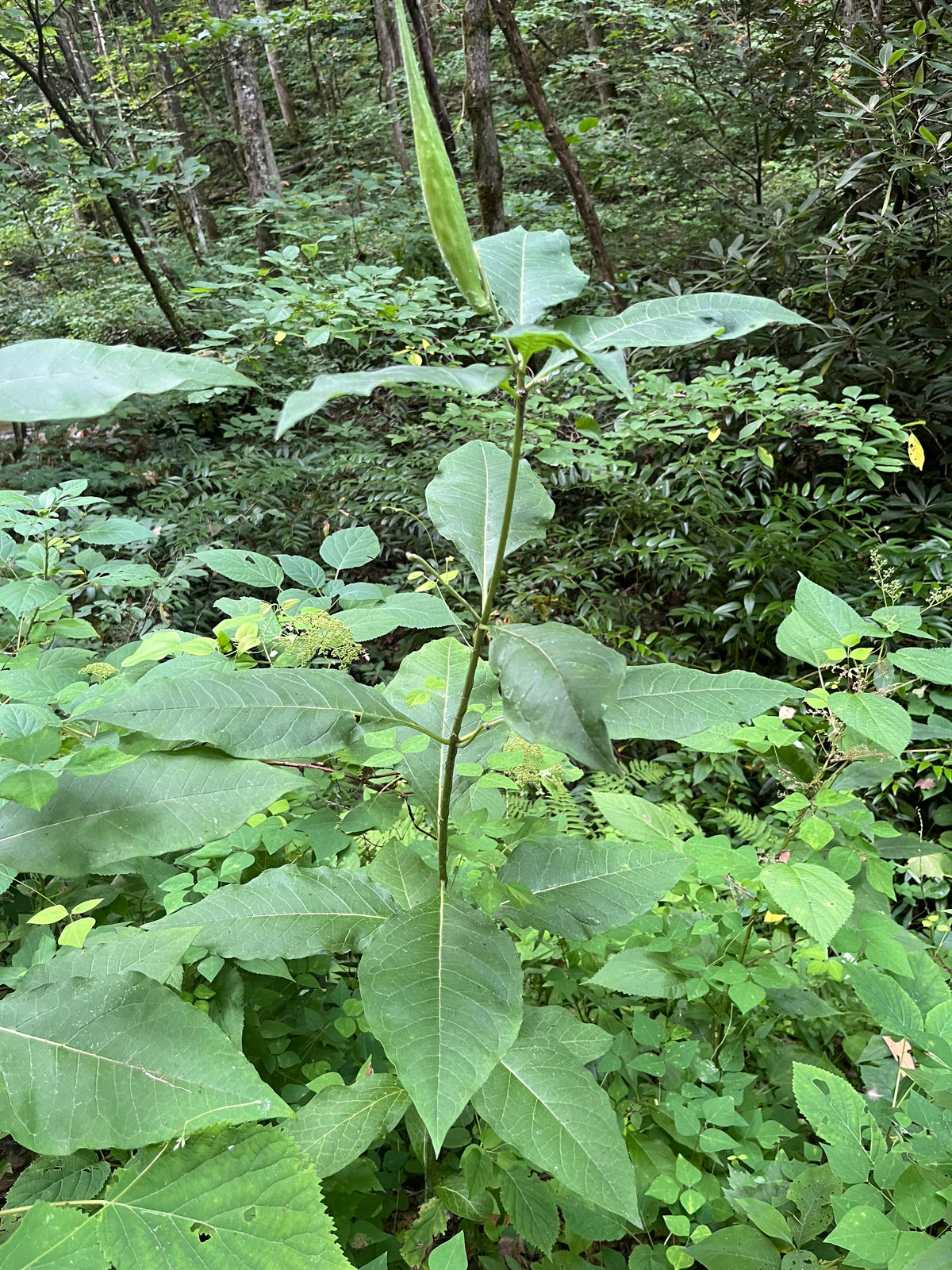 Asclepias exaltata