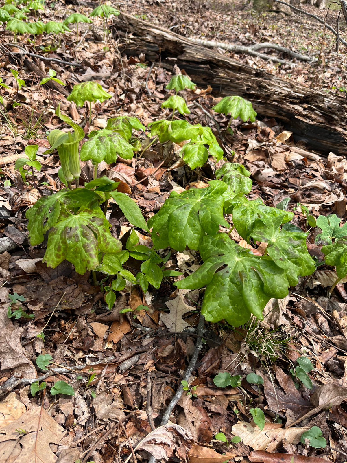 Podophyllum peltatum