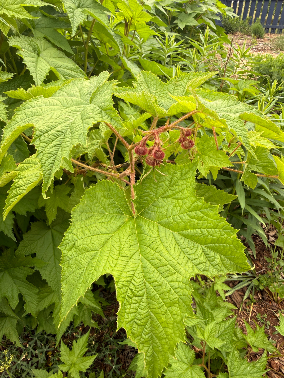 Rubus odoratus