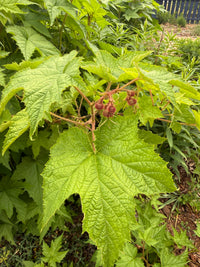 Rubus odoratus