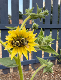 Silphium mohrii