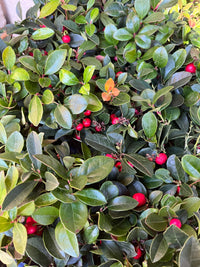 Gaultheria procumbens