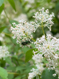 Ceanothus americanus