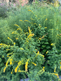 Solidago sphacelata 'Golden Fleece'