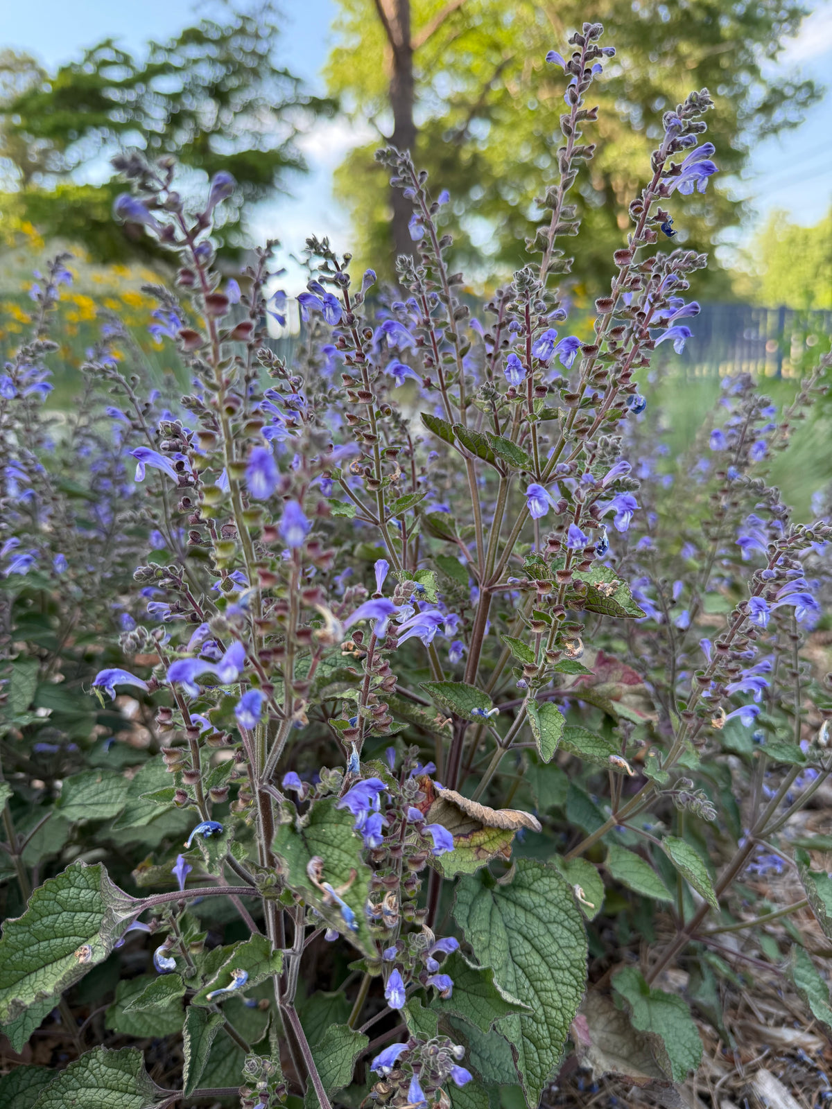 Scutellaria ovata var. rugosa