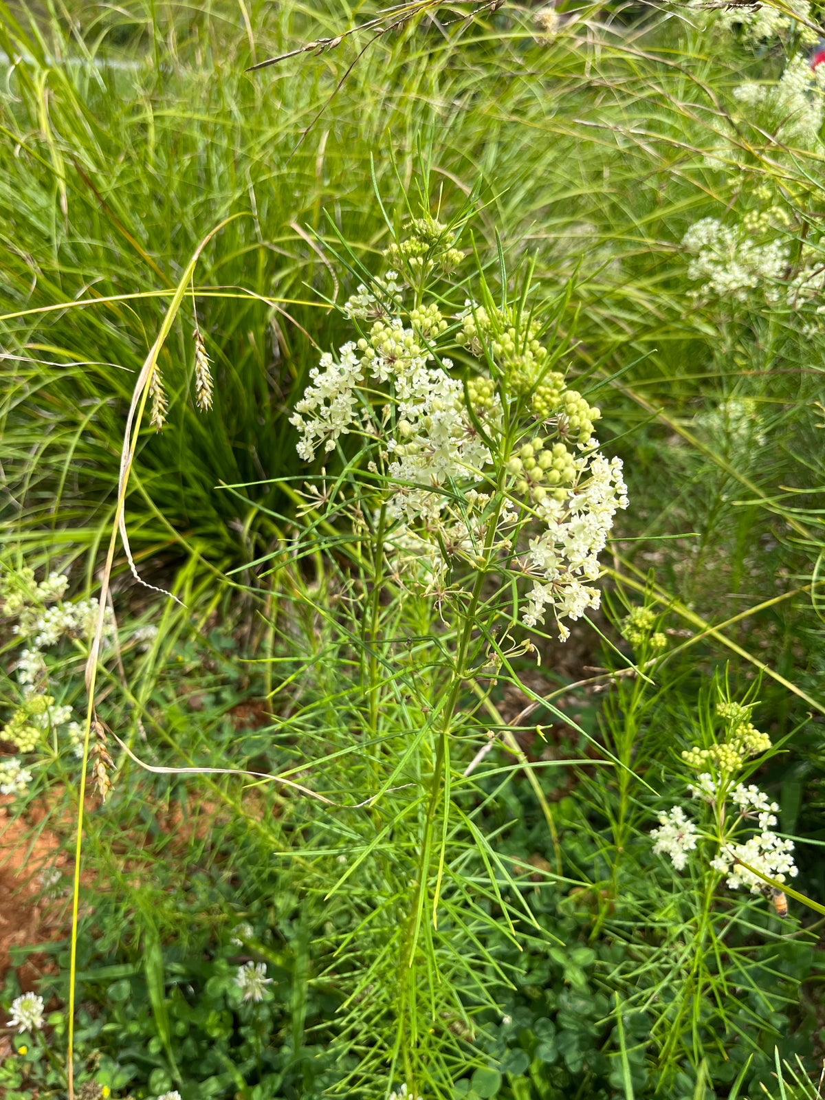 Asclepias verticillata