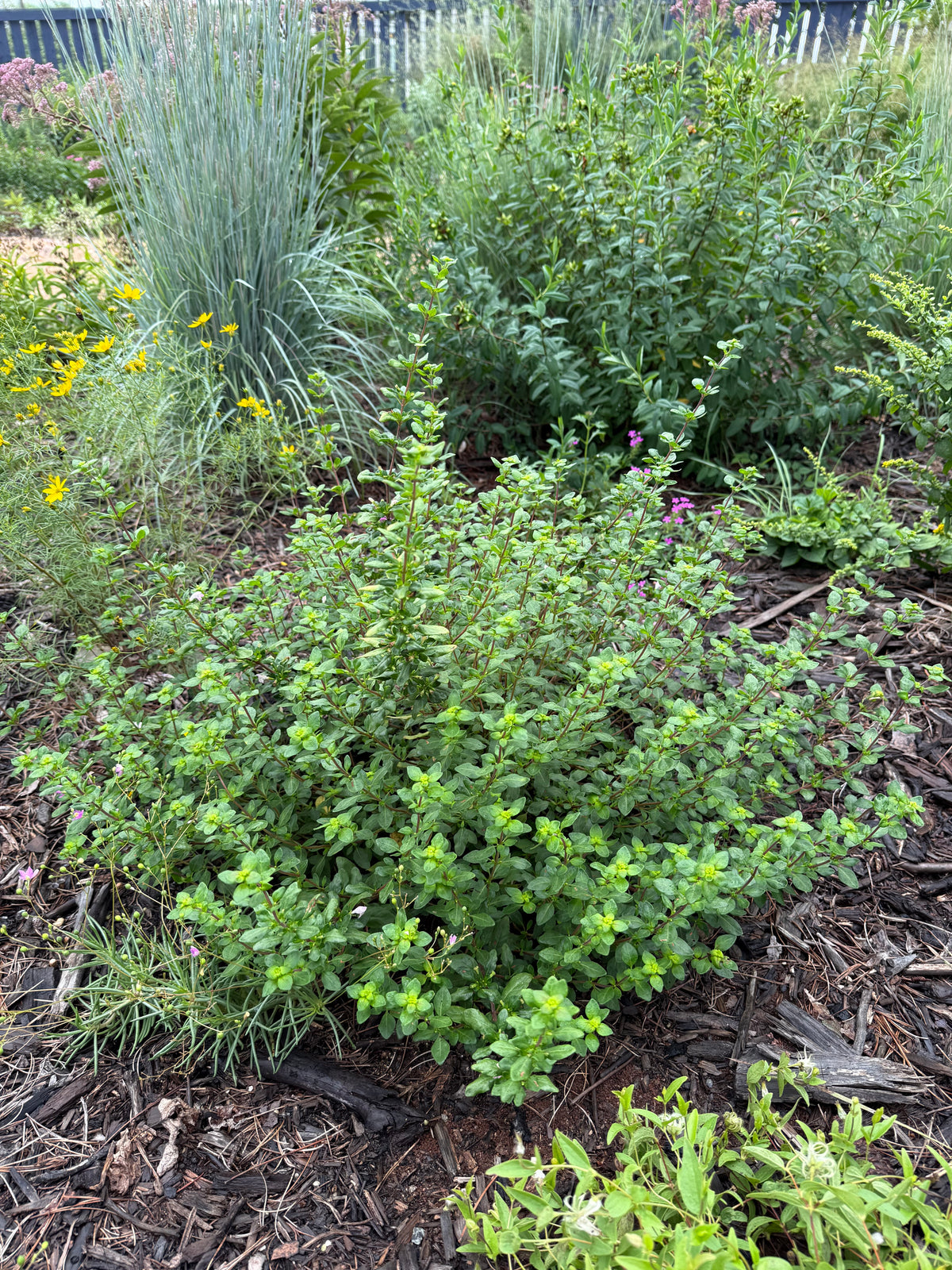 Clinopodium carolinanum