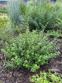 Clinopodium carolinanum