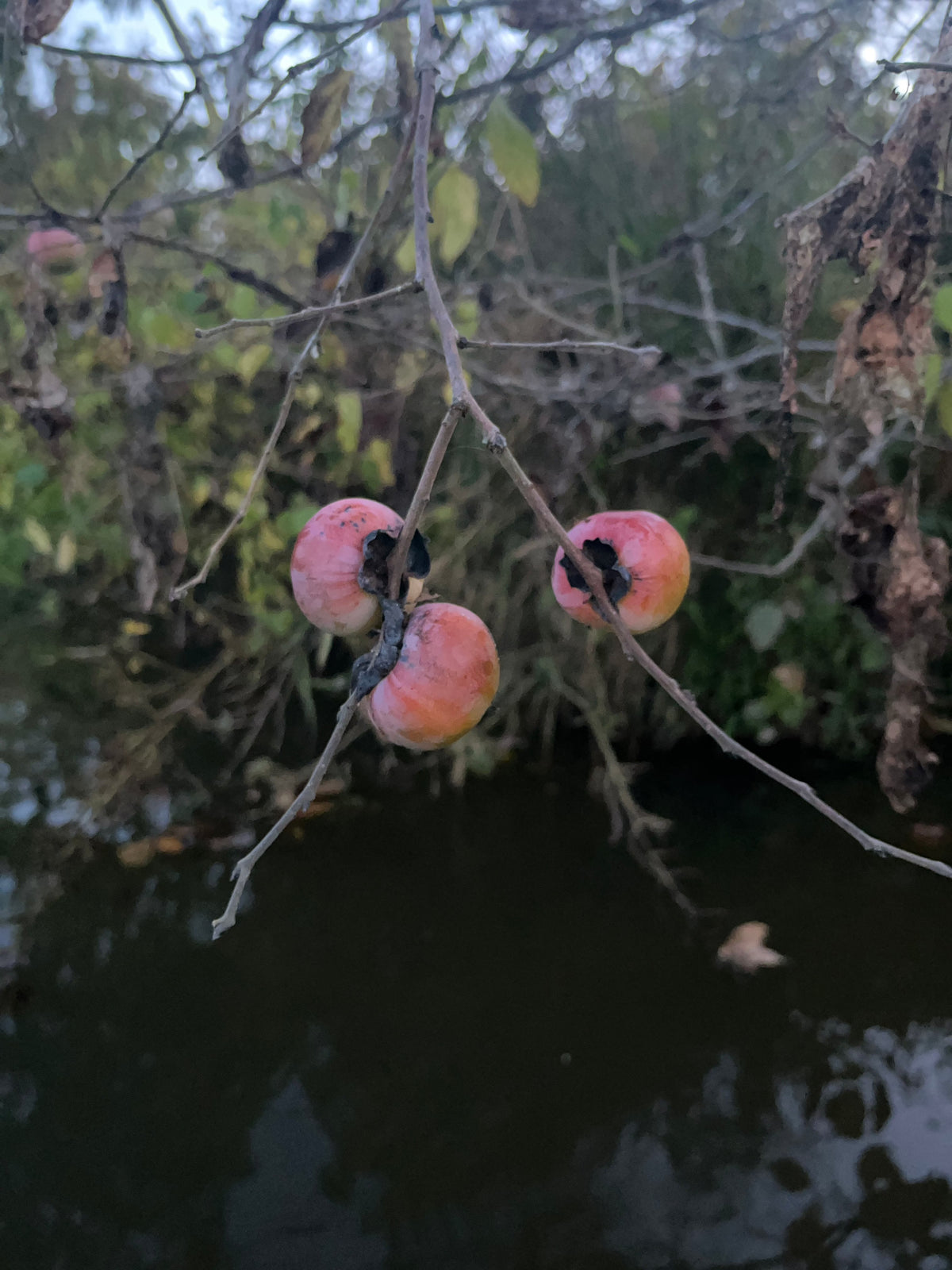 Diospyros virginiana / American Persimmon (Ebony Family)
