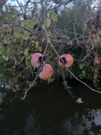 Diospyros virginiana / American Persimmon (Ebony Family)