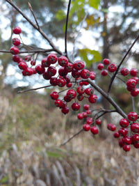 Aronia arbutifolia