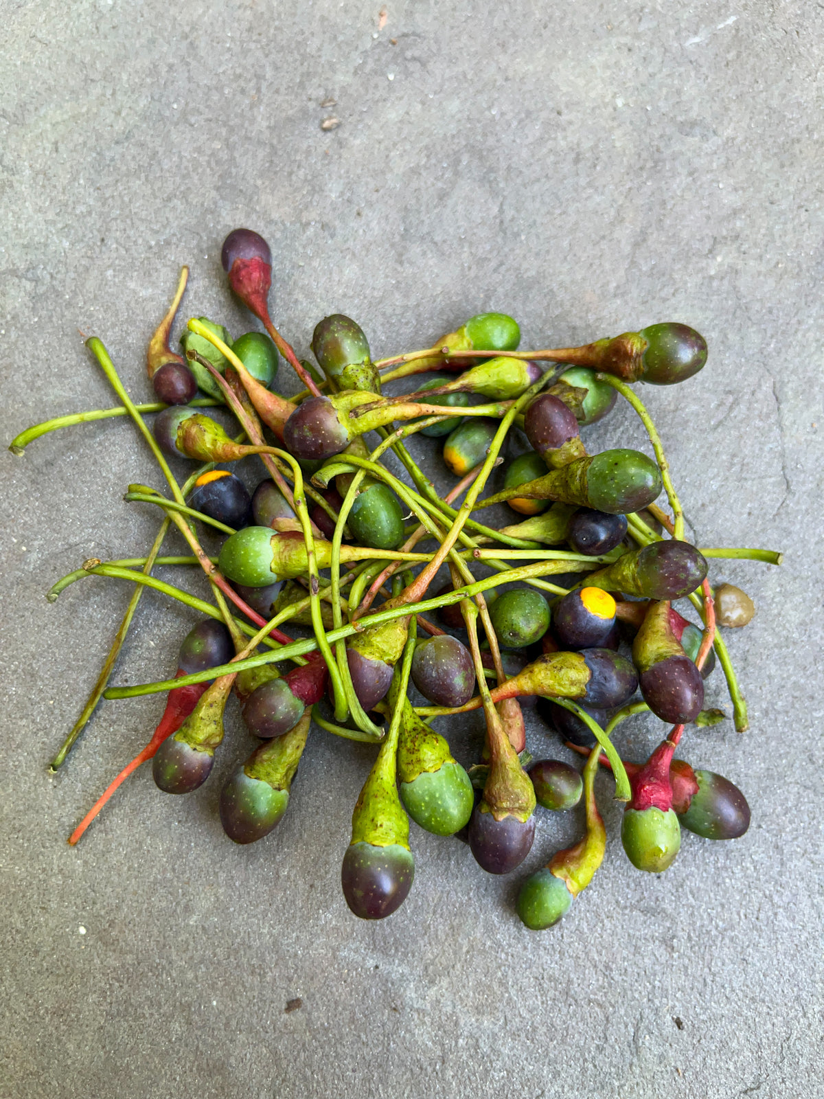 sassafras plant seeds Sassafras albidium – Flower of Carolina